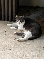 Reunited Male Cat last seen Wayne Pl and Michael Blvd 36609, Mobile, AL 36609