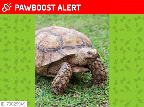 Lost Male Reptile last seen 24th street and Rollridge , Cooper Township, MI 49004