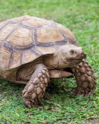 Lost Male Reptile last seen 24th street and Rollridge , Cooper Township, MI 49004