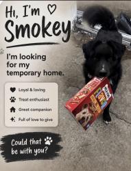 Found/Stray Male Dog last seen Playa del ray, San Jose, CA 95123