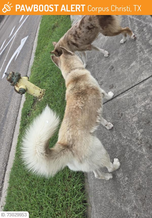 Found/Stray Male Dog last seen Circle K, Corpus Christi, TX 78417