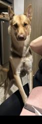 Lost Female Dog last seen Bolsa chica huntington beach , Huntington Beach, CA 92649