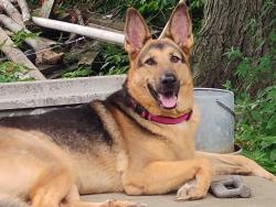 Reunited Female Dog last seen Near W 39th Street Wilmington DE 19802, Wilmington, DE 19802