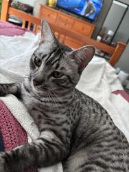 Lost Male Cat last seen North of Frederick street, Saint Joseph, MO 64506