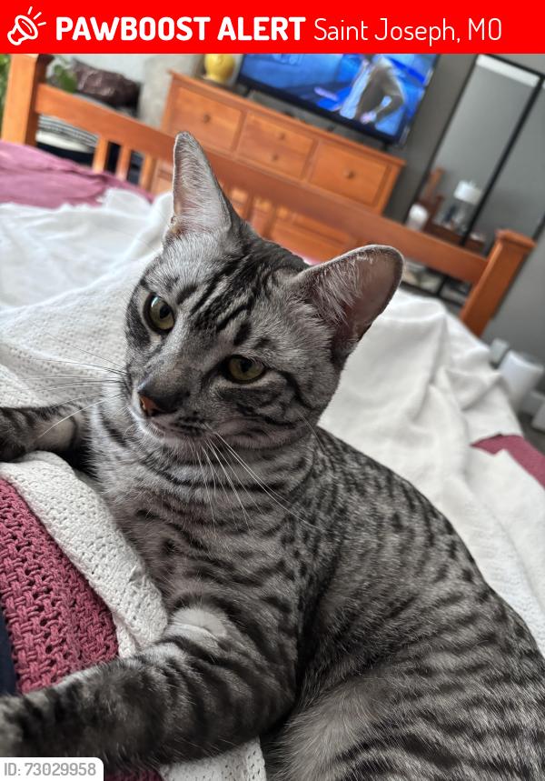 Lost Male Cat last seen North of Frederick street, Saint Joseph, MO 64506