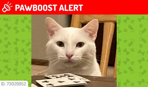 Lost Male Cat last seen butler warren and barret, West Chester Township, OH 45069