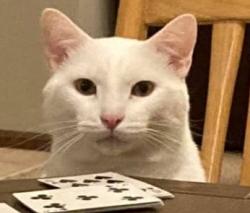 Lost Male Cat last seen butler warren and barret, West Chester Township, OH 45069