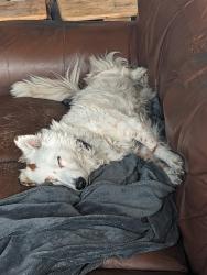 Lost Female Dog last seen San Juan & Falcon Rd, Fair Oaks, CA 95628