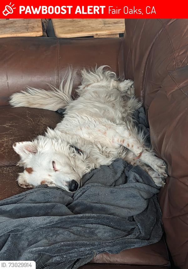 Lost Female Dog last seen San Juan & Falcon Rd, Fair Oaks, CA 95628