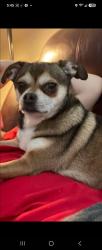 Lost Male Dog last seen N Indianapolis RD, Columbus, IN 47201