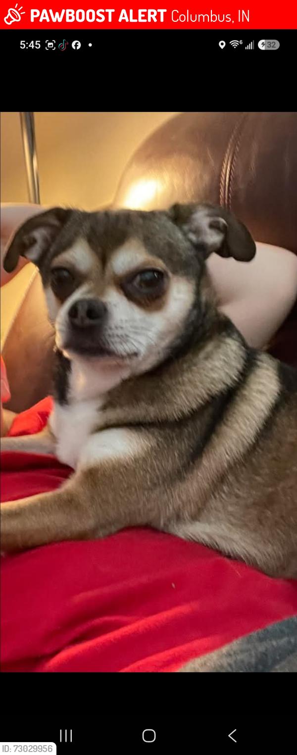 Lost Male Dog last seen N Indianapolis RD, Columbus, IN 47201