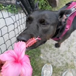 Shelter Stray Female Dog last seen , 3607 N Armenia Ave, Tampa, FL 33607, USA