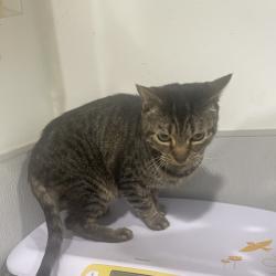 Shelter Stray Female Cat last seen , 3607 N Armenia Ave, Tampa, FL 33607, USA