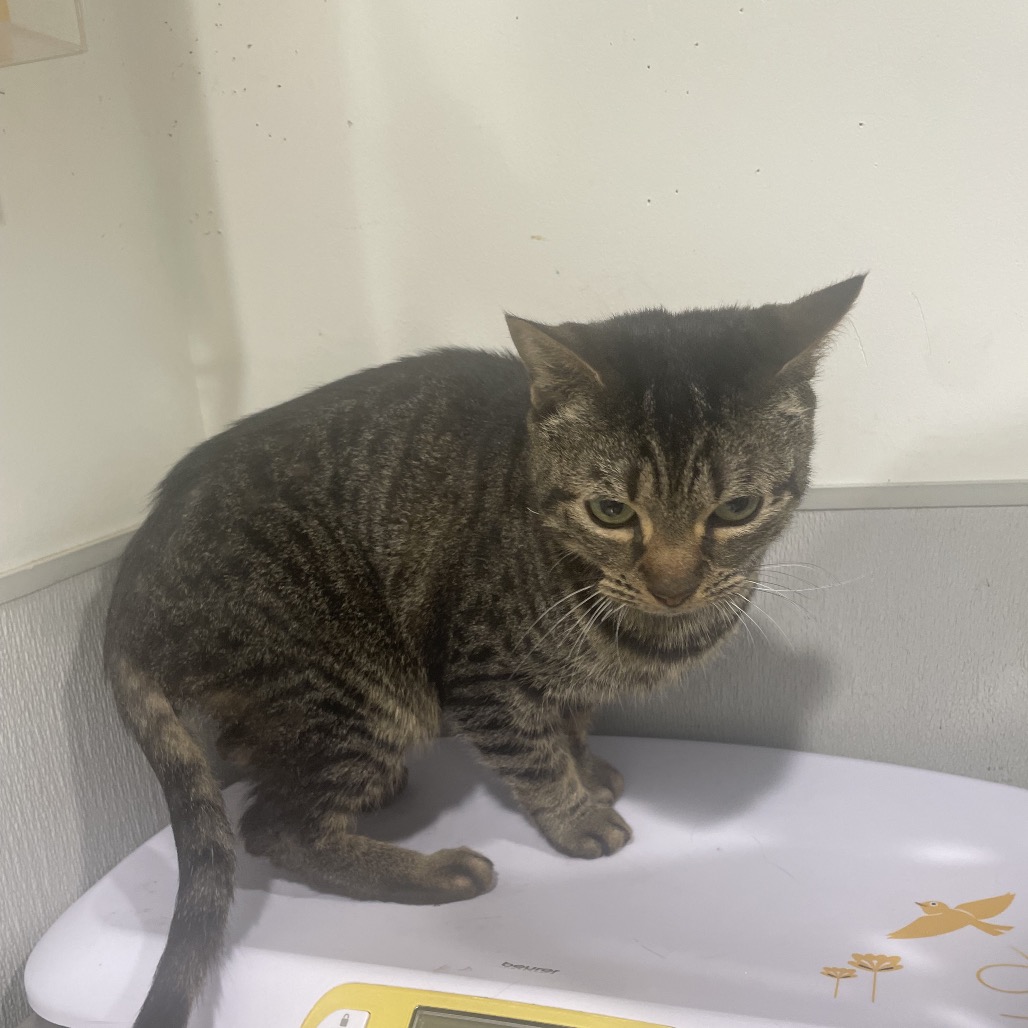 Shelter Stray Female Cat last seen , 3607 N Armenia Ave, Tampa, FL 33607, USA