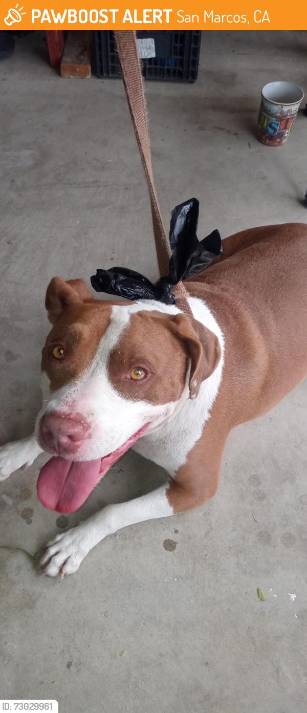 Found/Stray Female Dog last seen Bennett and Knobhill, San Marcos, CA 92069