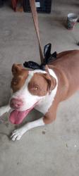 Found/Stray Female Dog last seen Bennett and Knobhill, San Marcos, CA 92069