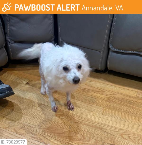 Found/Stray Unknown Dog last seen heritage dr, Annandale, VA 22003