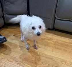 Found/Stray Unknown Dog last seen heritage dr, Annandale, VA 22003