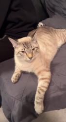 Reunited Male Cat last seen 90th place , 24Th Road East Elmhurst , Queens, NY 11369