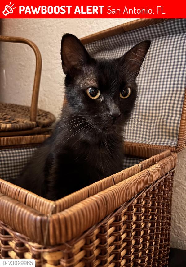 Lost Male Cat last seen At/near the trailer park, San Antonio, FL 33576