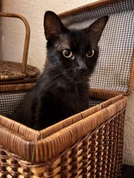 Lost Male Cat last seen At/near the trailer park, San Antonio, FL 33576