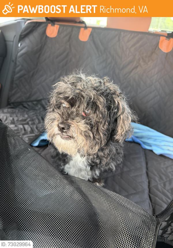 Found/Stray Male Dog last seen Dunbar and Marion Streets, Richmond, VA 23226