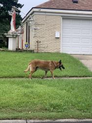 Found/Stray Male Dog last seen Ash Bourne and Sheraton, Baton Rouge, LA 70815