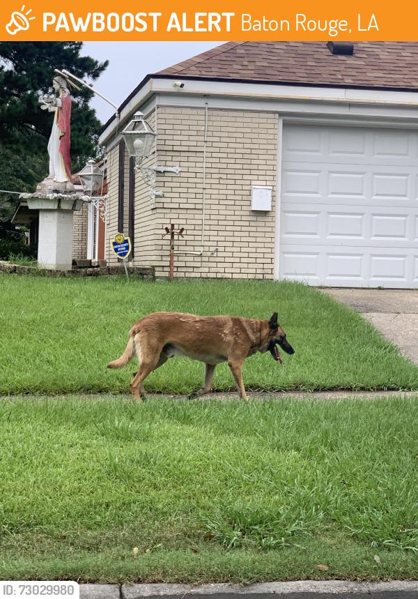 Found/Stray Male Dog last seen Ash Bourne and Sheraton, Baton Rouge, LA 70815
