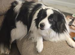 Lost Male Dog last seen Kirby & S Mattis Ave, Champaign, IL 61821