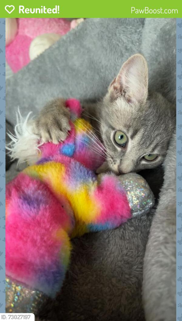 Reunited Female Cat last seen loveland, Port Charlotte, FL 33954
