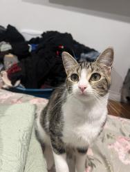 Reunited Female Cat last seen Jefferson , Hawthorne, CA 90250