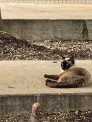 Found/Stray Unknown Cat last seen Texas avenue st emmanuel street, Houston, TX 77003
