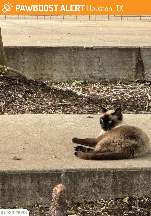 Found/Stray Unknown Cat last seen Texas avenue st emmanuel street, Houston, TX 77003