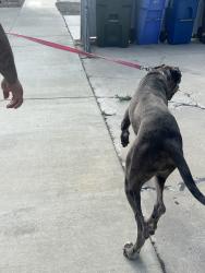 Reunited Female Dog last seen Freemansburg Ave, Bethlehem, PA, USA, Bethlehem, PA 18017