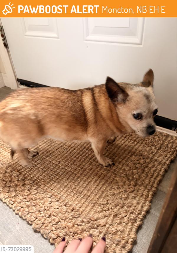 Found/Stray Female Dog last seen Pine tree mini homes, Moncton, NB E1H 3E6