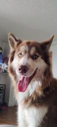 Found/Stray Male Dog last seen Near E Warm Springs Rd, Las Vegas, NV 89119, Las Vegas, NV 89119