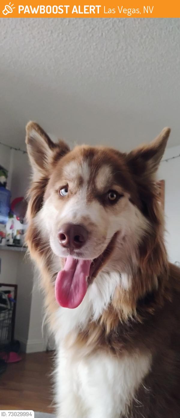 Found/Stray Male Dog last seen Near E Warm Springs Rd, Las Vegas, NV 89119, Las Vegas, NV 89119