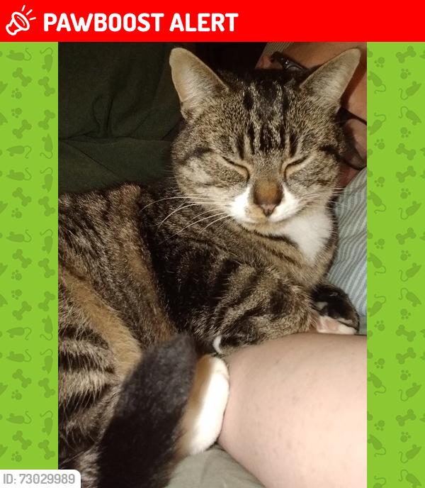 Lost Female Cat last seen Ormeau Road, Belfast, Northern Ireland BT7