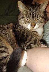 Lost Female Cat last seen Ormeau Road, Belfast, Northern Ireland BT7
