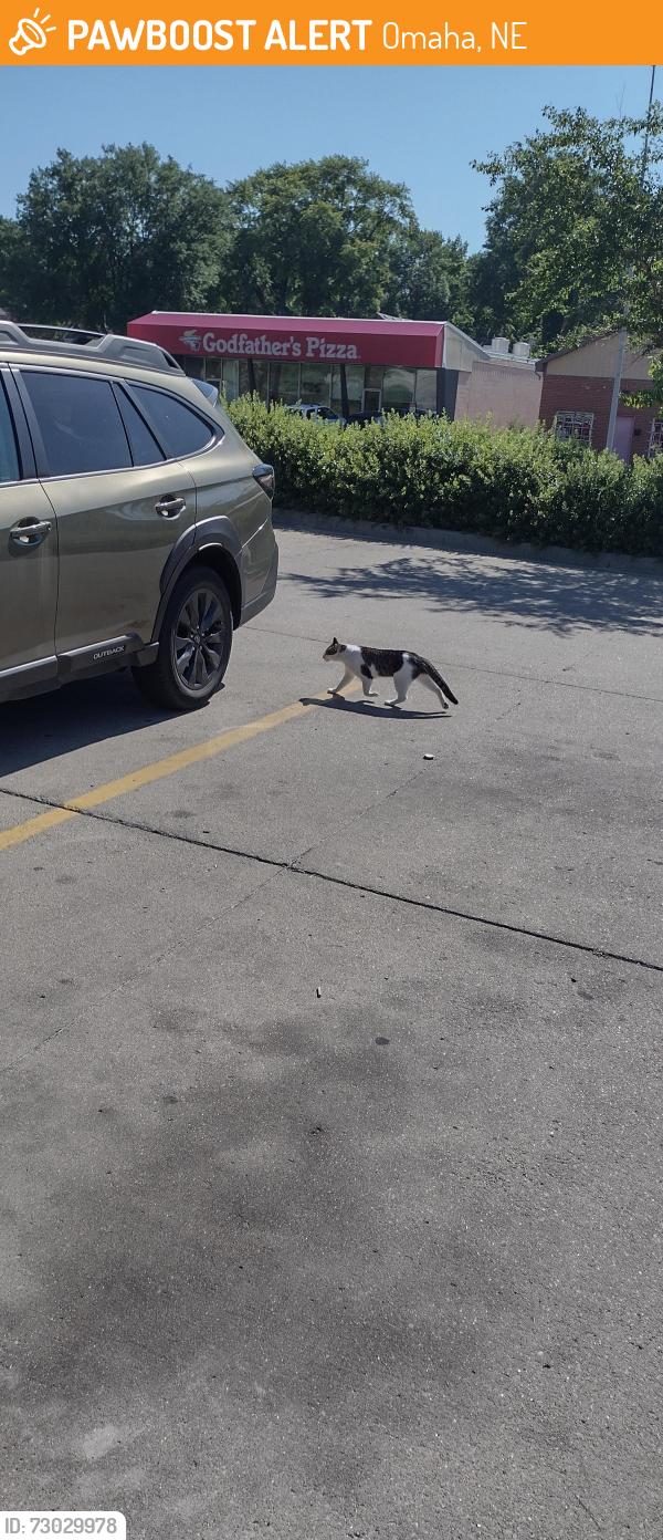 Found/Stray Unknown Cat last seen Saddle Creek and California, Omaha, NE 68131