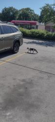 Found/Stray Unknown Cat last seen Saddle Creek and California, Omaha, NE 68131
