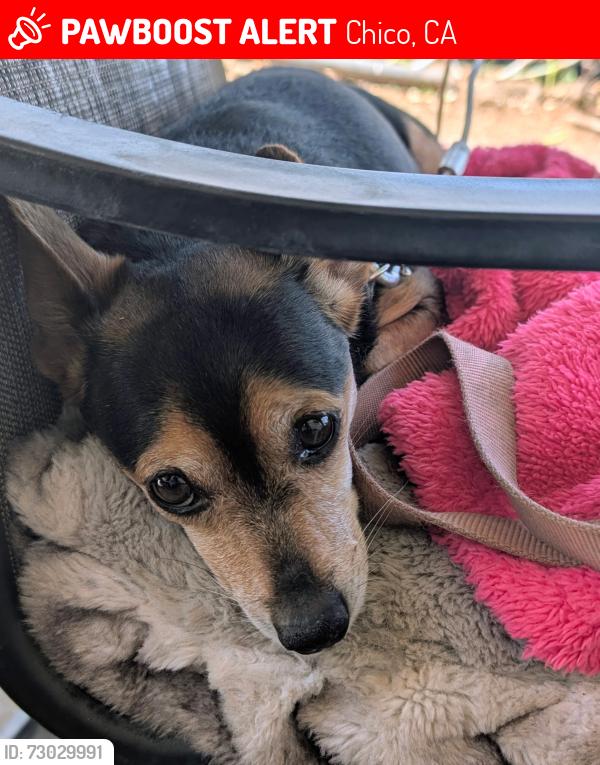 Lost Male Dog last seen Chico haven trailer park  sp.3on nord Ave chico calif, Chico, CA 95926