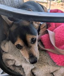 Lost Male Dog last seen Chico haven trailer park  sp.3on nord Ave chico calif, Chico, CA 95926