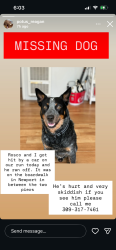 Reunited Male Dog last seen Palm Street, Newport Beach, CA 92663