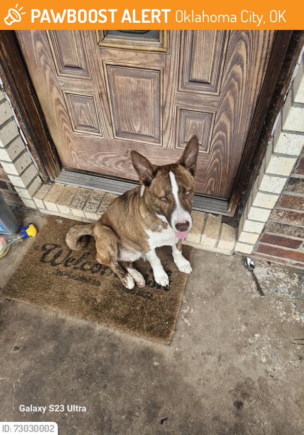 Found/Stray Male Dog last seen Sw 35 y penn, Oklahoma City, OK 73119
