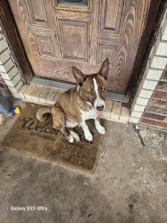 Found/Stray Male Dog last seen Sw 35 y penn, Oklahoma City, OK 73119