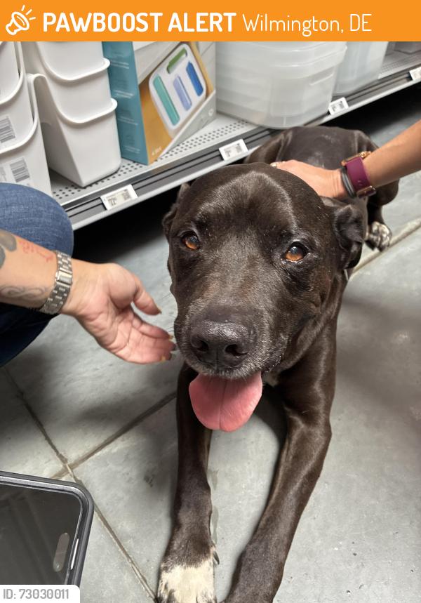 Found/Stray Male Dog last seen Wilmington NC , Wilmington, DE 19808