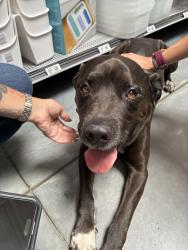 Found/Stray Male Dog last seen Wilmington NC , Wilmington, DE 19808