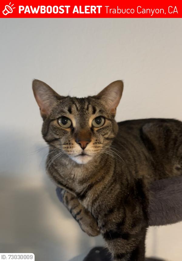 Lost Male Cat last seen Highlands apmts , Trabuco Canyon, CA 92679