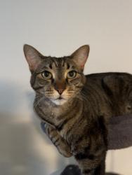 Lost Male Cat last seen Highlands apmts , Trabuco Canyon, CA 92679